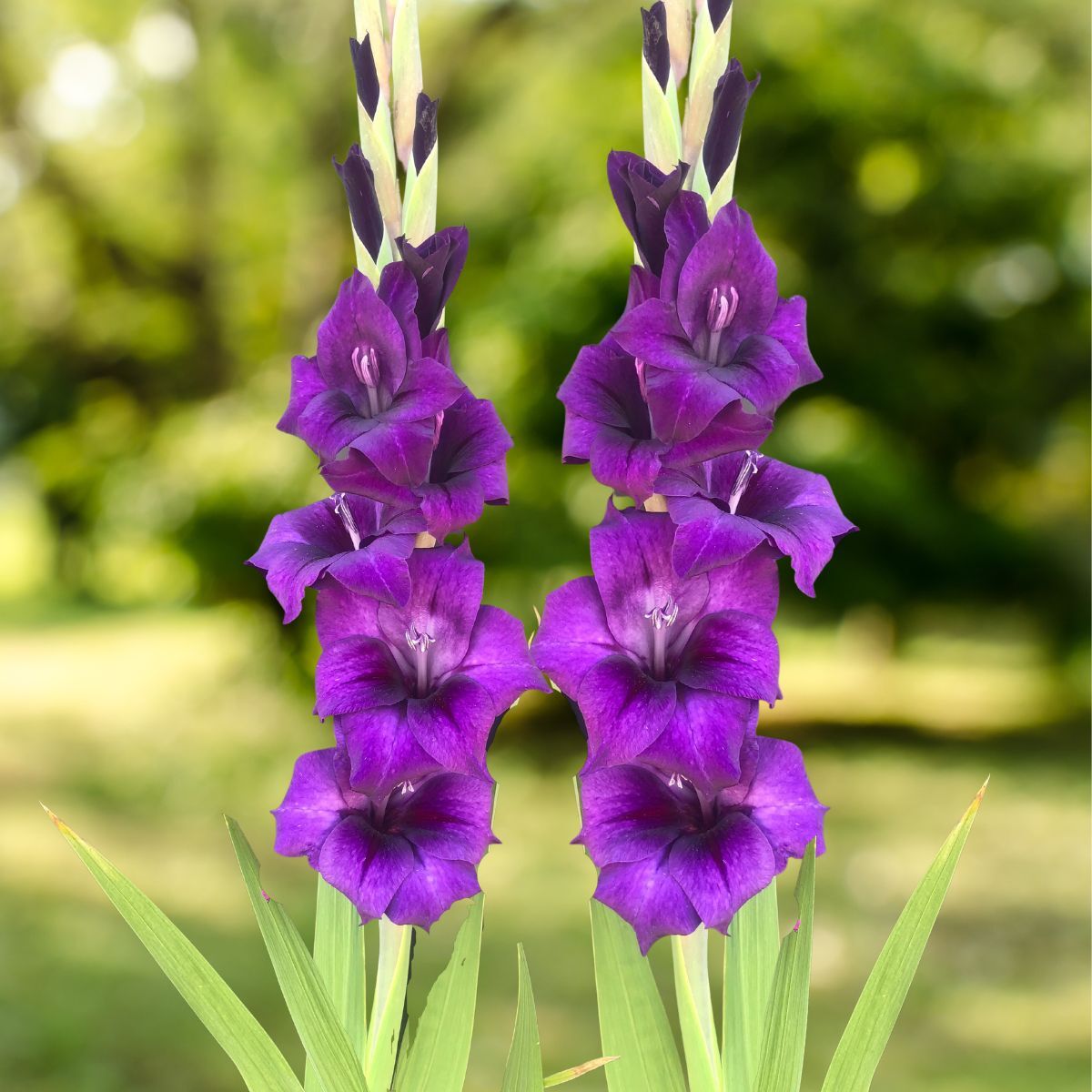 Purple Gladiolus plant