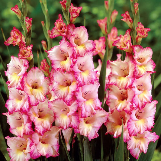 White Pink flower seeds