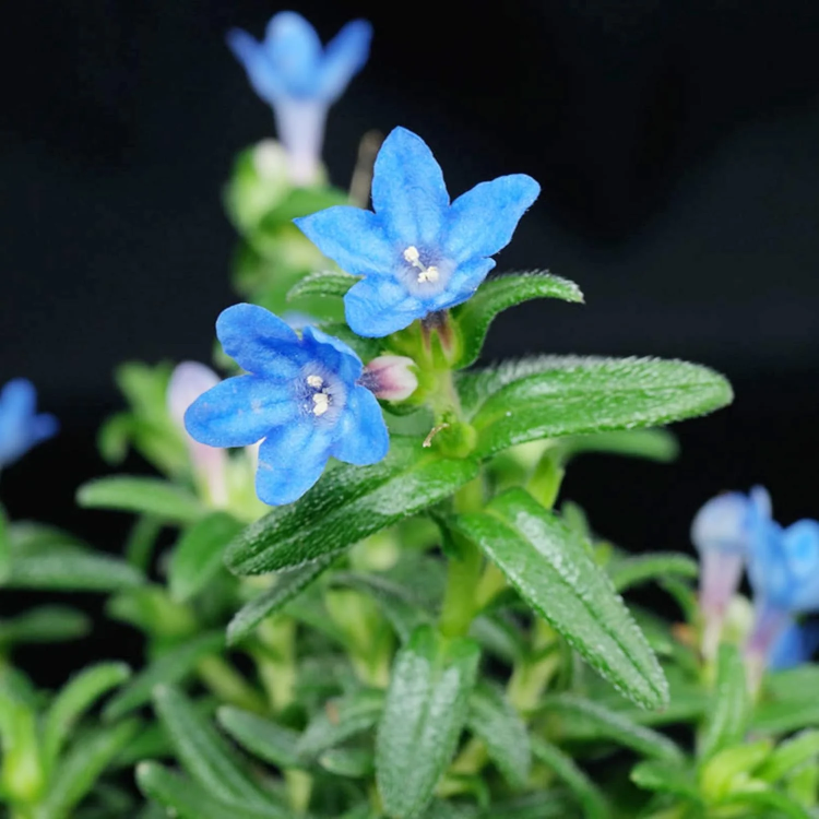 Glandora Diffusa plant