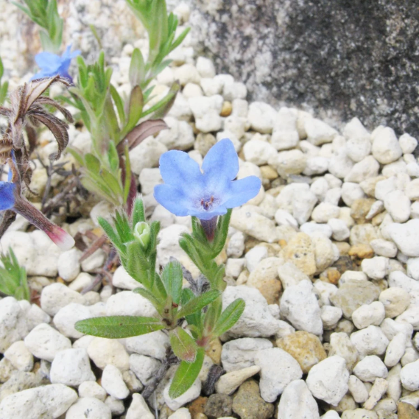 Glandora Diffusa plant