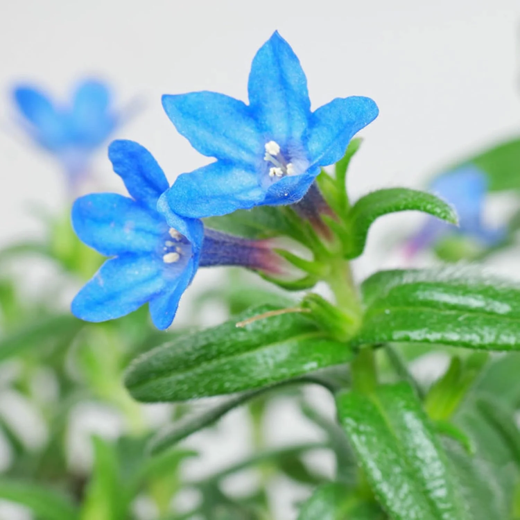 Glandora Diffusa plant