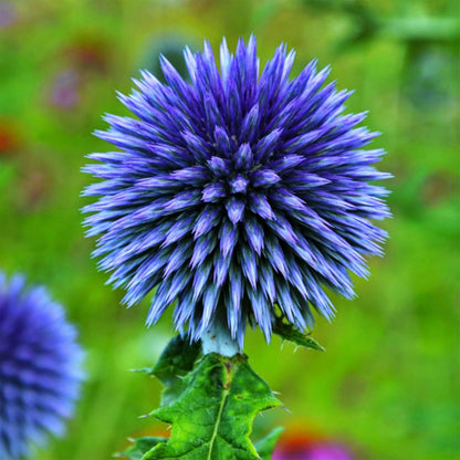 Wildflower Globe Thistle plant