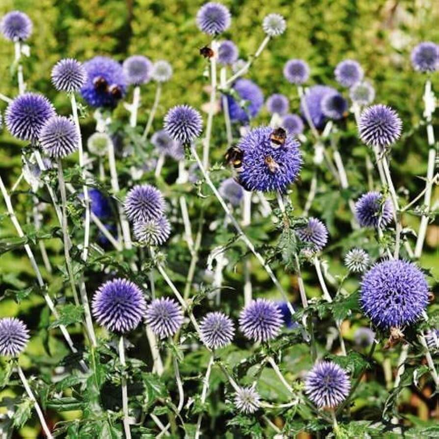 Wildflower Globe Thistle plant
