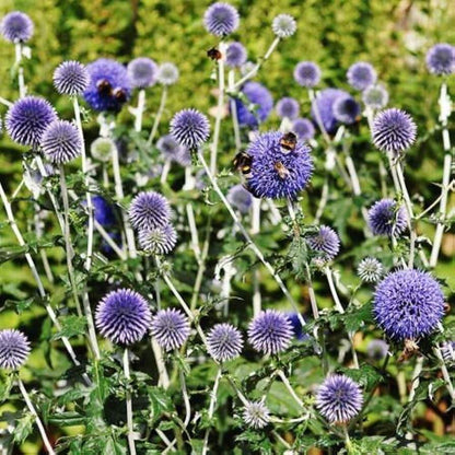 Wildflower Globe Thistle plant