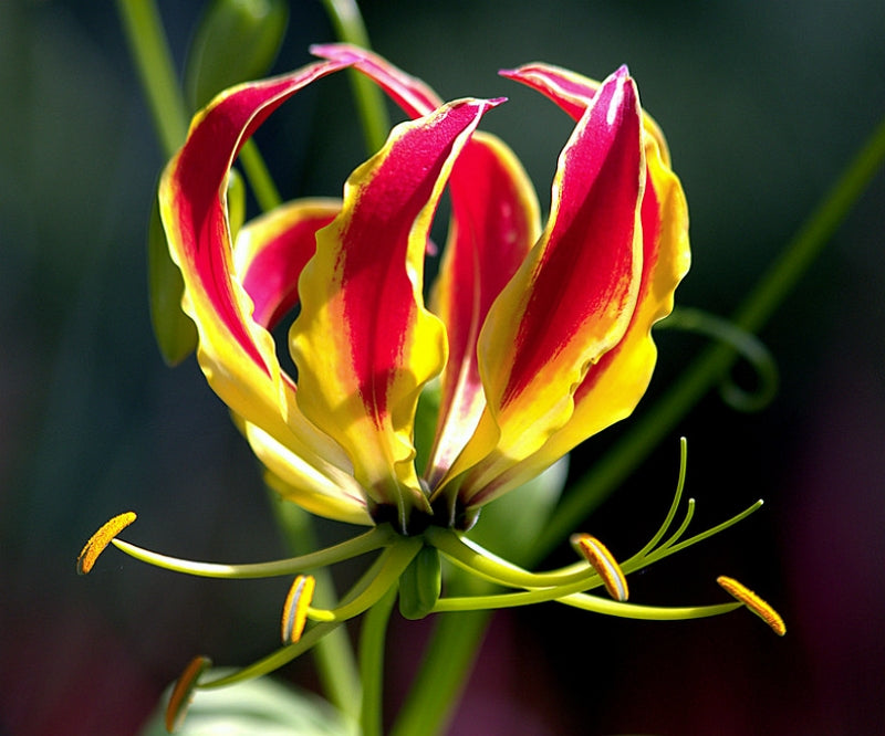 Yellow Red flower seeds