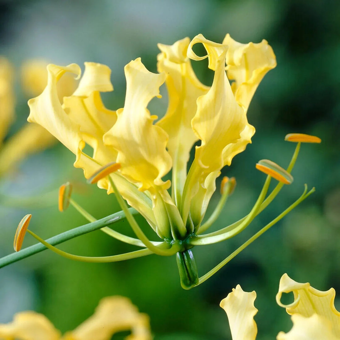 Gloriosa Lutea flower seeds