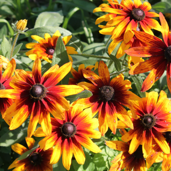 Annual Gloriosa Daisy plant