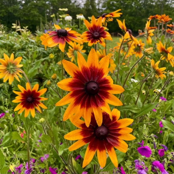 Annual Gloriosa Daisy plant