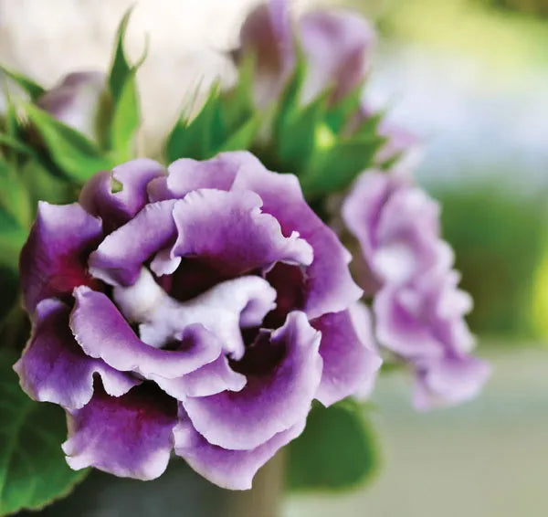 Gloxinia flower seeds