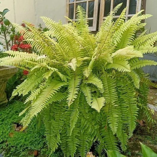 Yellow Green flower seeds