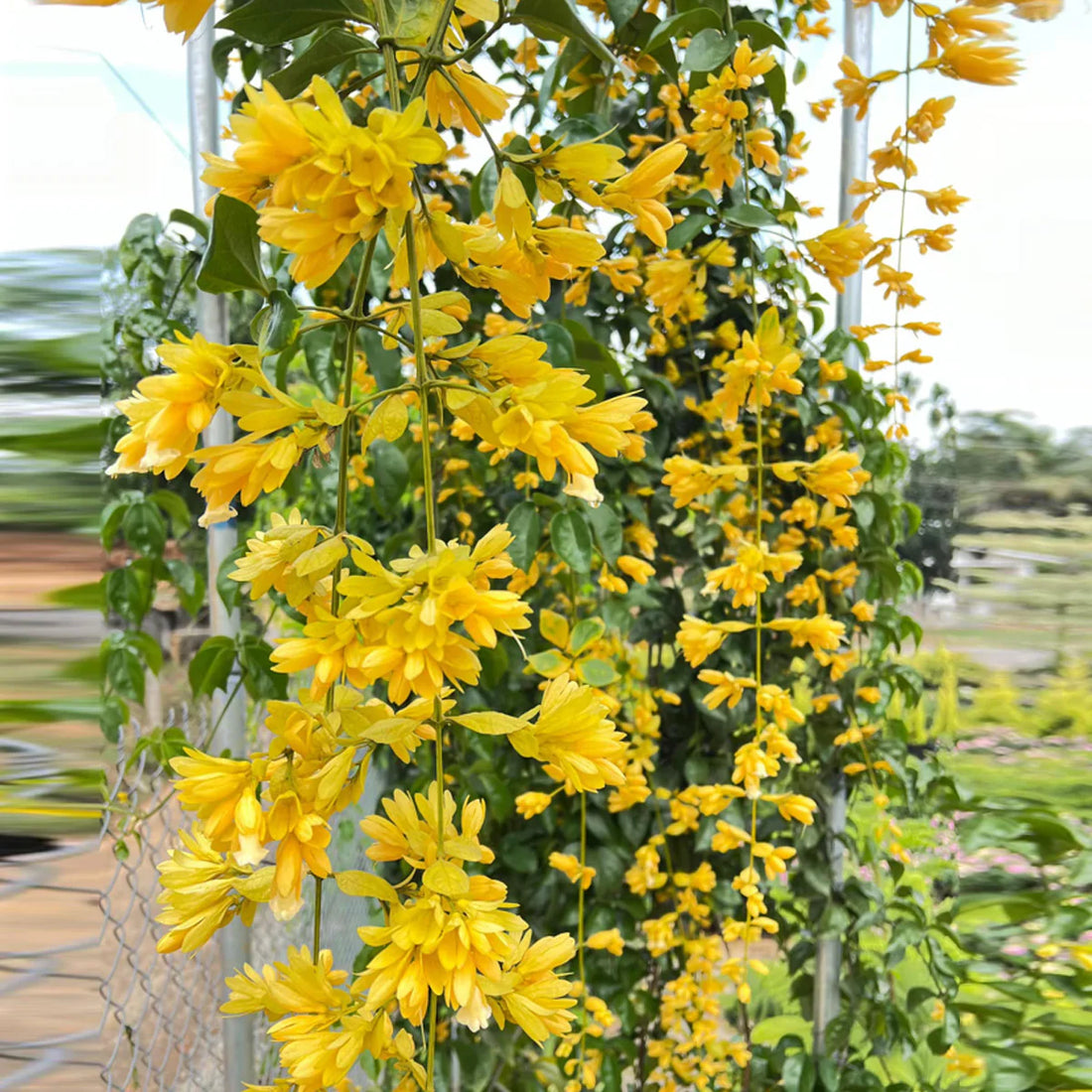Cascade flower seeds