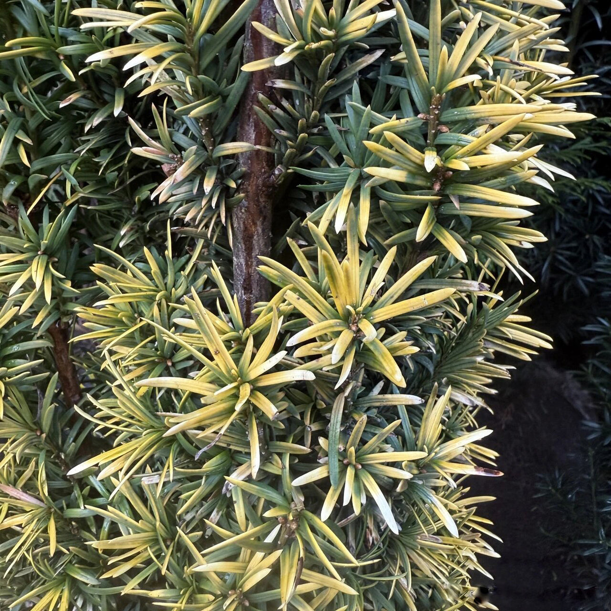 Golden Irish Yew tree seeds for planting with evergreen foliage