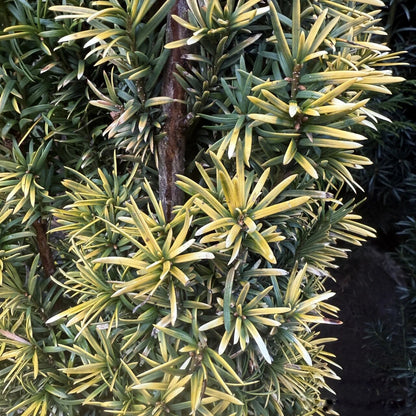 Golden Irish Yew tree seeds for planting with evergreen foliage