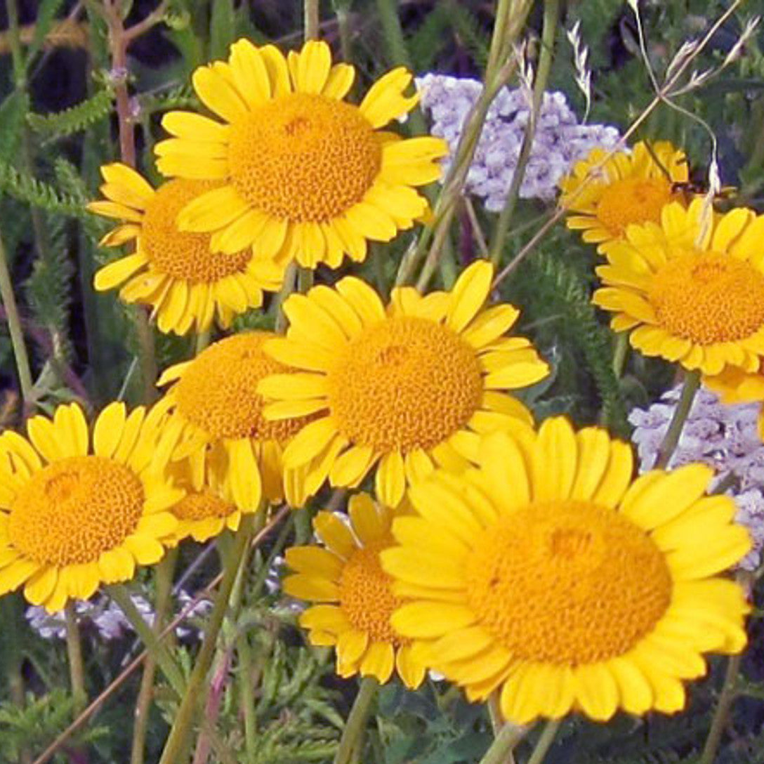 Golden Marguerite plant