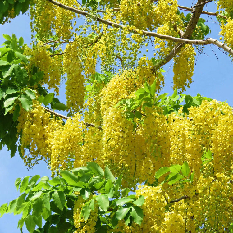 Golden Shower Tree plant
