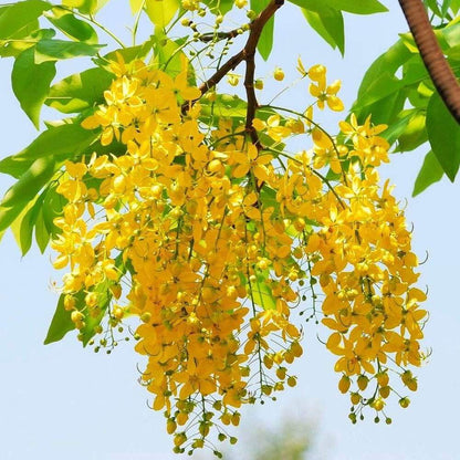Golden Shower Tree plant
