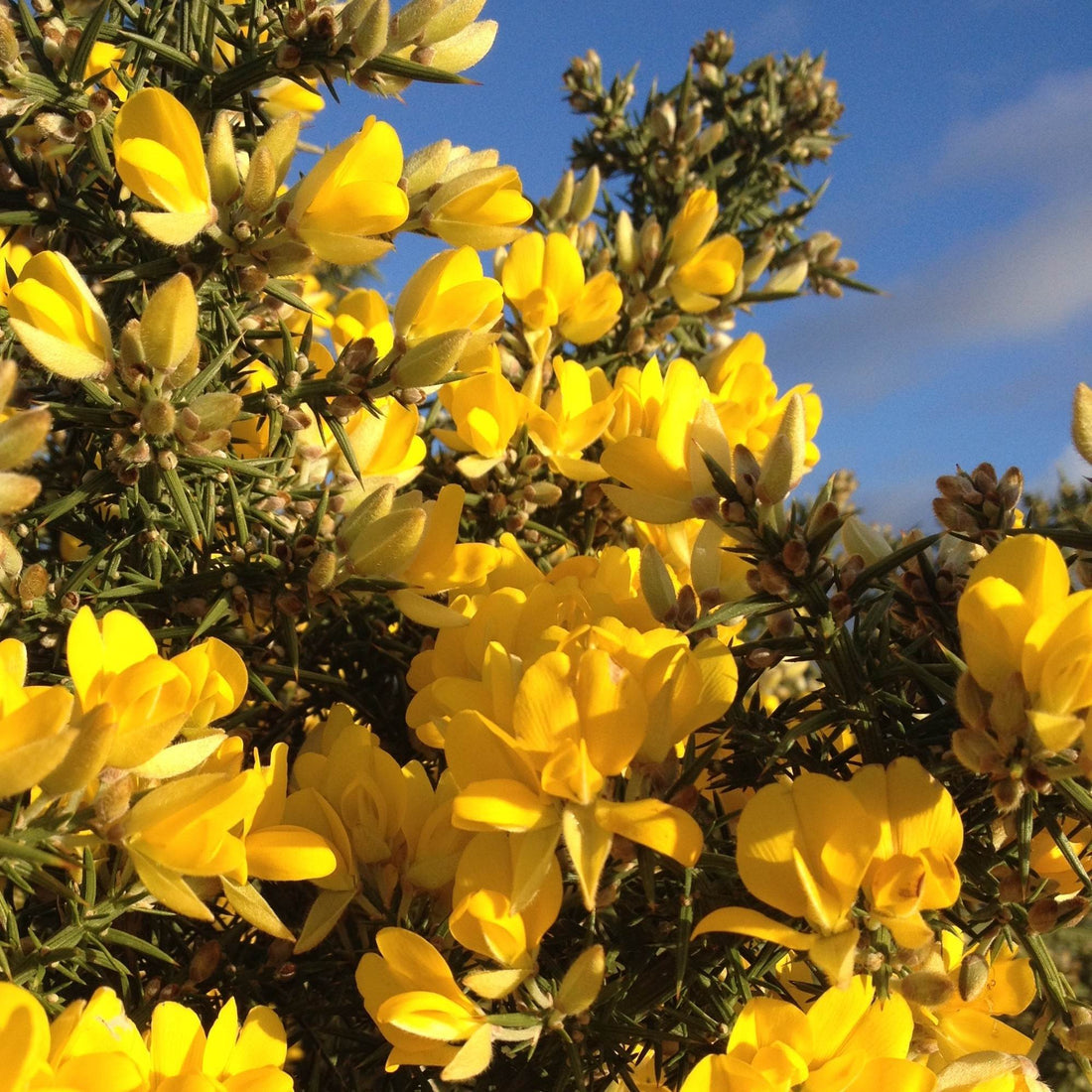 Gorse Ulex flower seeds