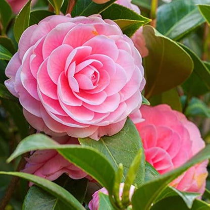 Pink Camellia flower seeds