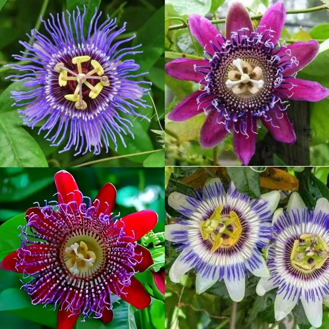 Red Blue flower seeds
