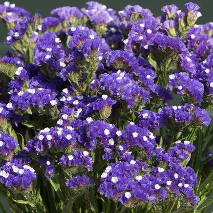 Blue River flower seeds