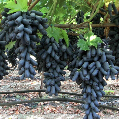 Black Finger Grape plant