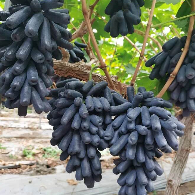 Black Finger Grape plant