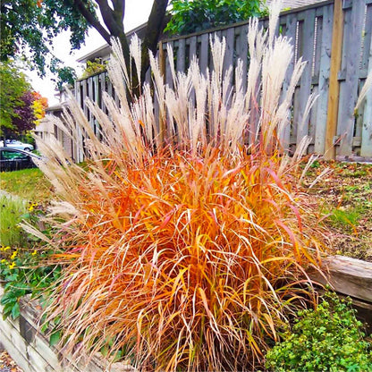 Flame Grass plant