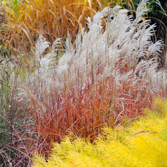 Flame Grass plant