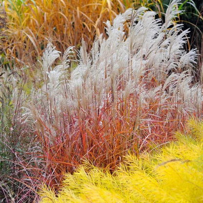 Flame Grass plant