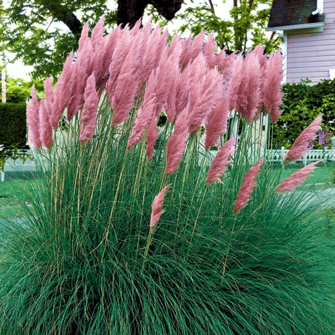 Pink Pampas Grass plant