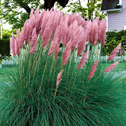 Pink Pampas Grass plant