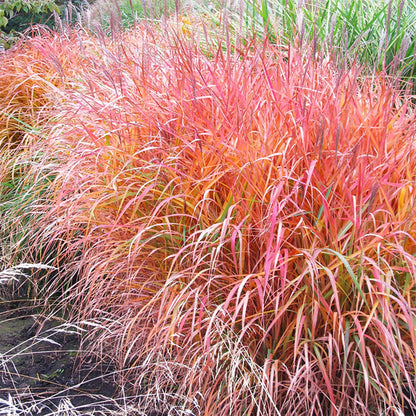 Flame Grass plant