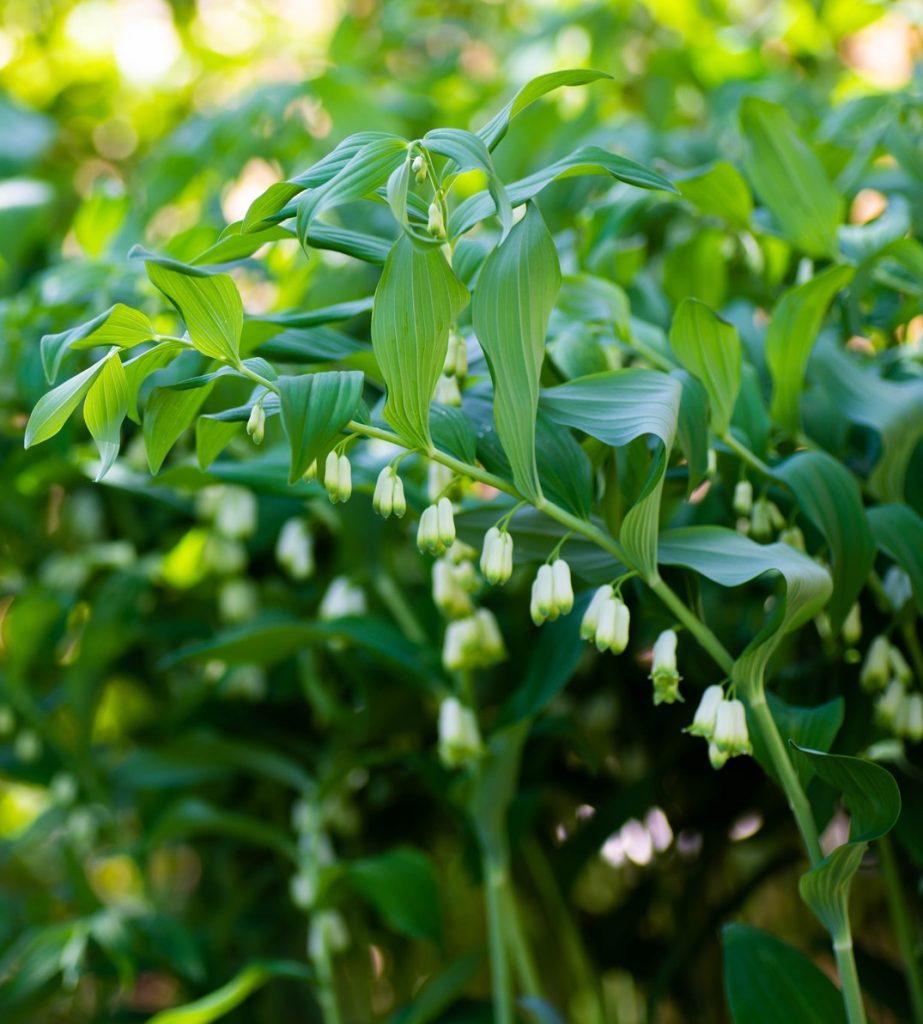 White Solomon'S flower seeds