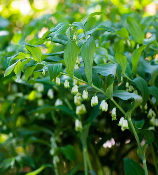 White Solomon'S flower seeds