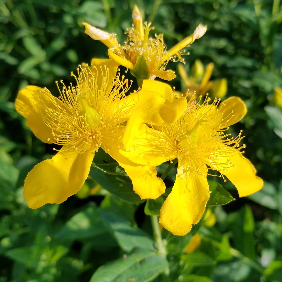 Ascyron Hypericum plant