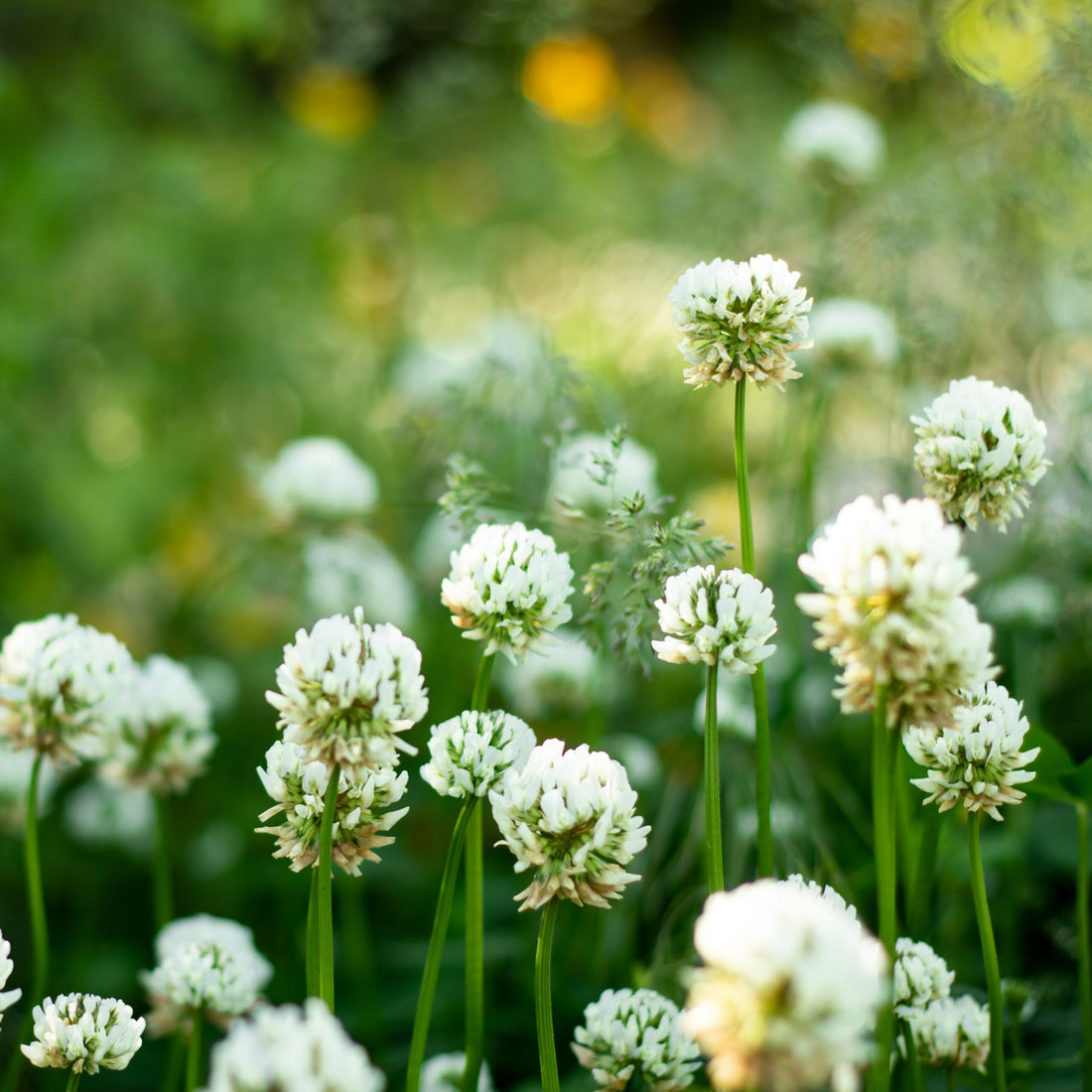 Clover flower seeds