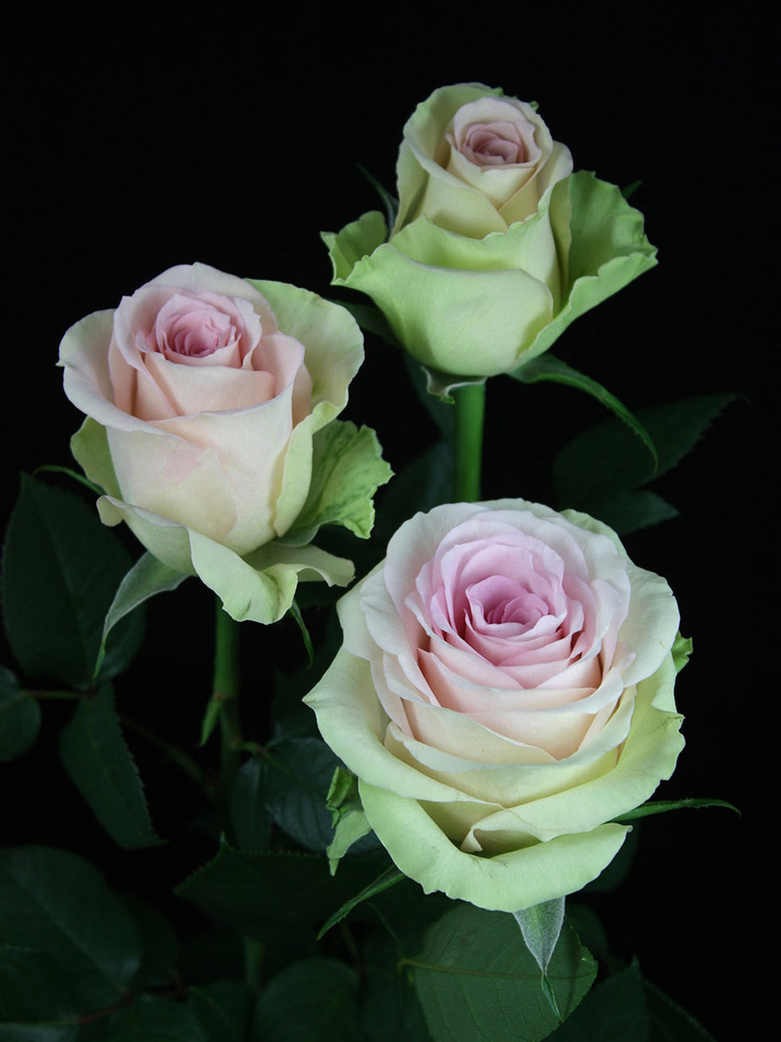 Green Pink flower seeds