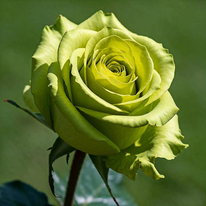 Green Rose flower seeds