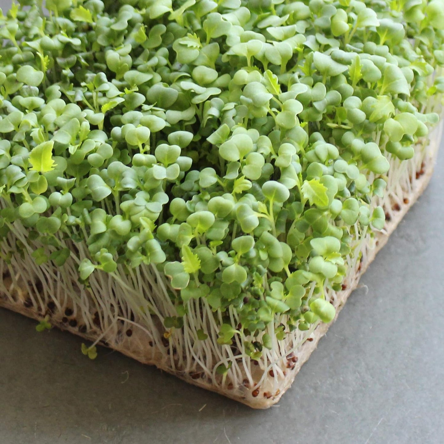 Green Mizuna Mustard vegetable plants with fresh serrated green leaves