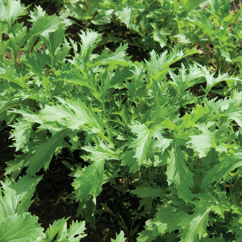 Green Mizuna leafy green vegetable plants growing in a garden