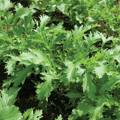 Green Mizuna leafy green vegetable plants growing in a garden
