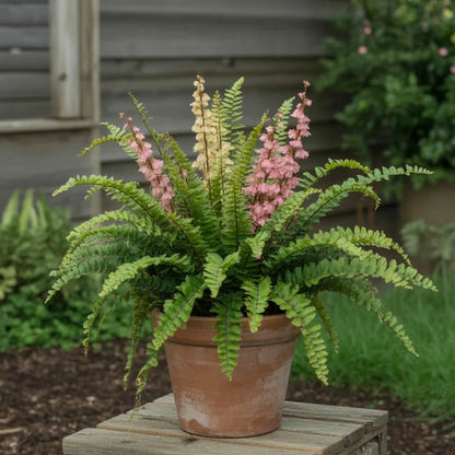 and Pink Fern plant