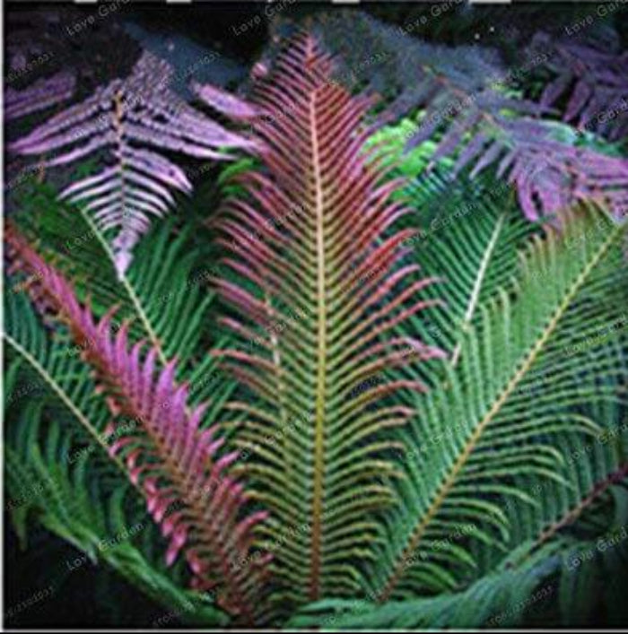 and Pink Fern plant