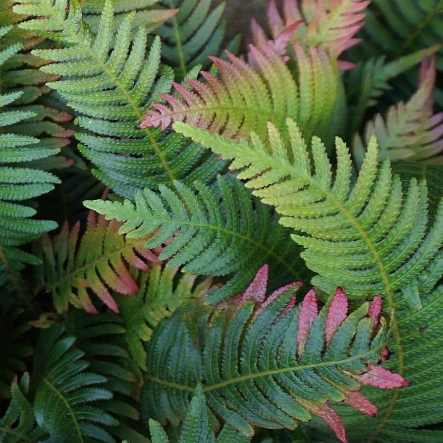 and Pink Fern plant