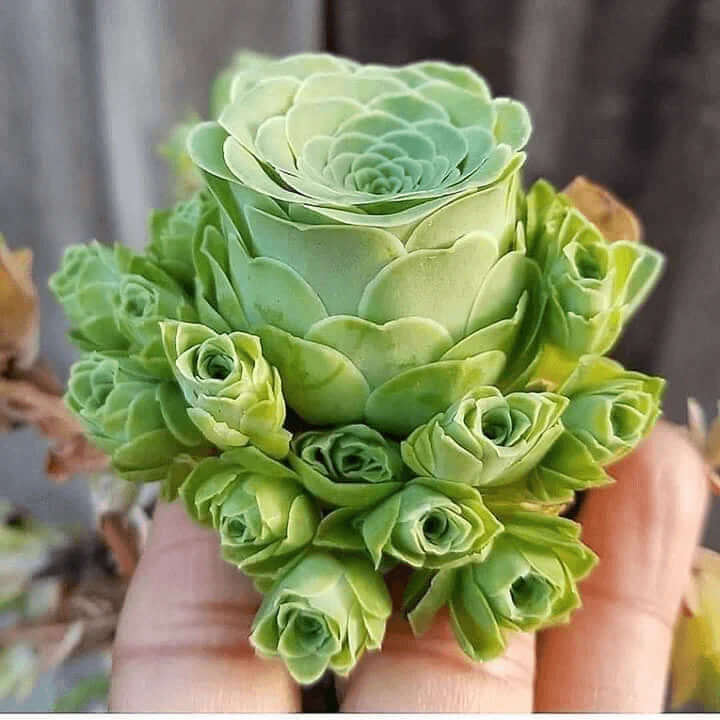 Dodrantalis Greenovia plant