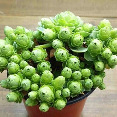 Dodrantalis Greenovia plant