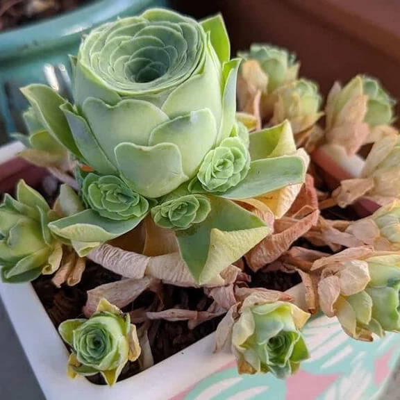 Dodrantalis Greenovia plant