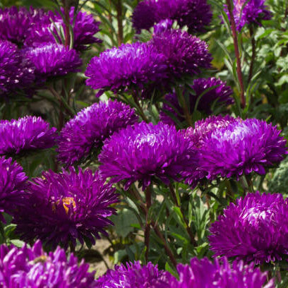 Purple Green Greenovia plant