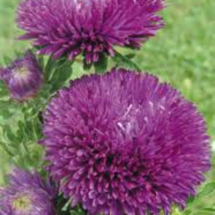 Purple Green Greenovia plant