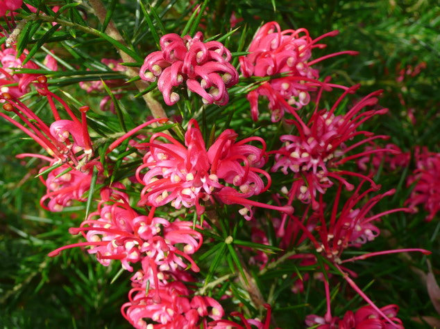 Grevillea flower seeds